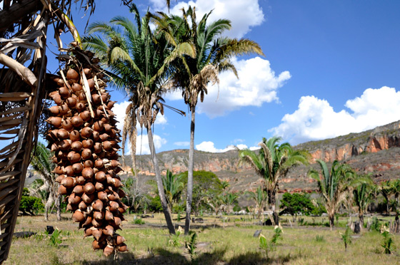 Attalea speciosa