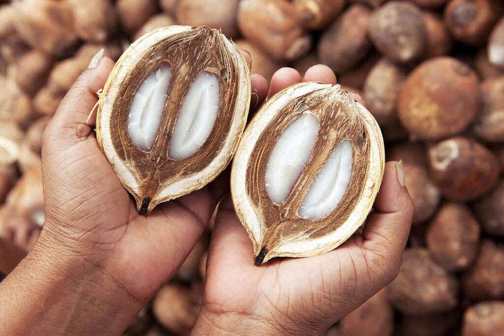 Mata dos Cocais
