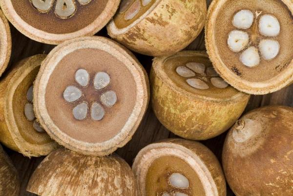 quebradeiras de coco
