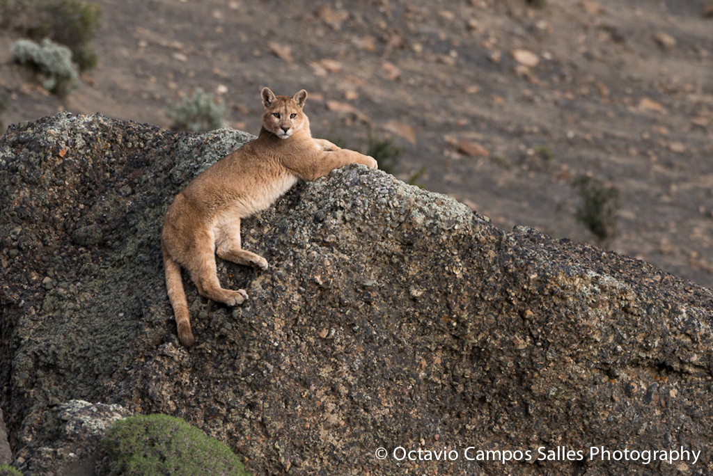 EMEF Campos Salles Heliópolis: Um Modelo de Educação Integral