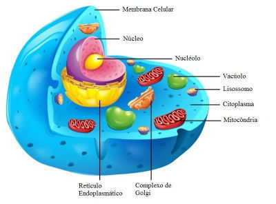 Citologia na Prática Médica: Além do Papanicolau