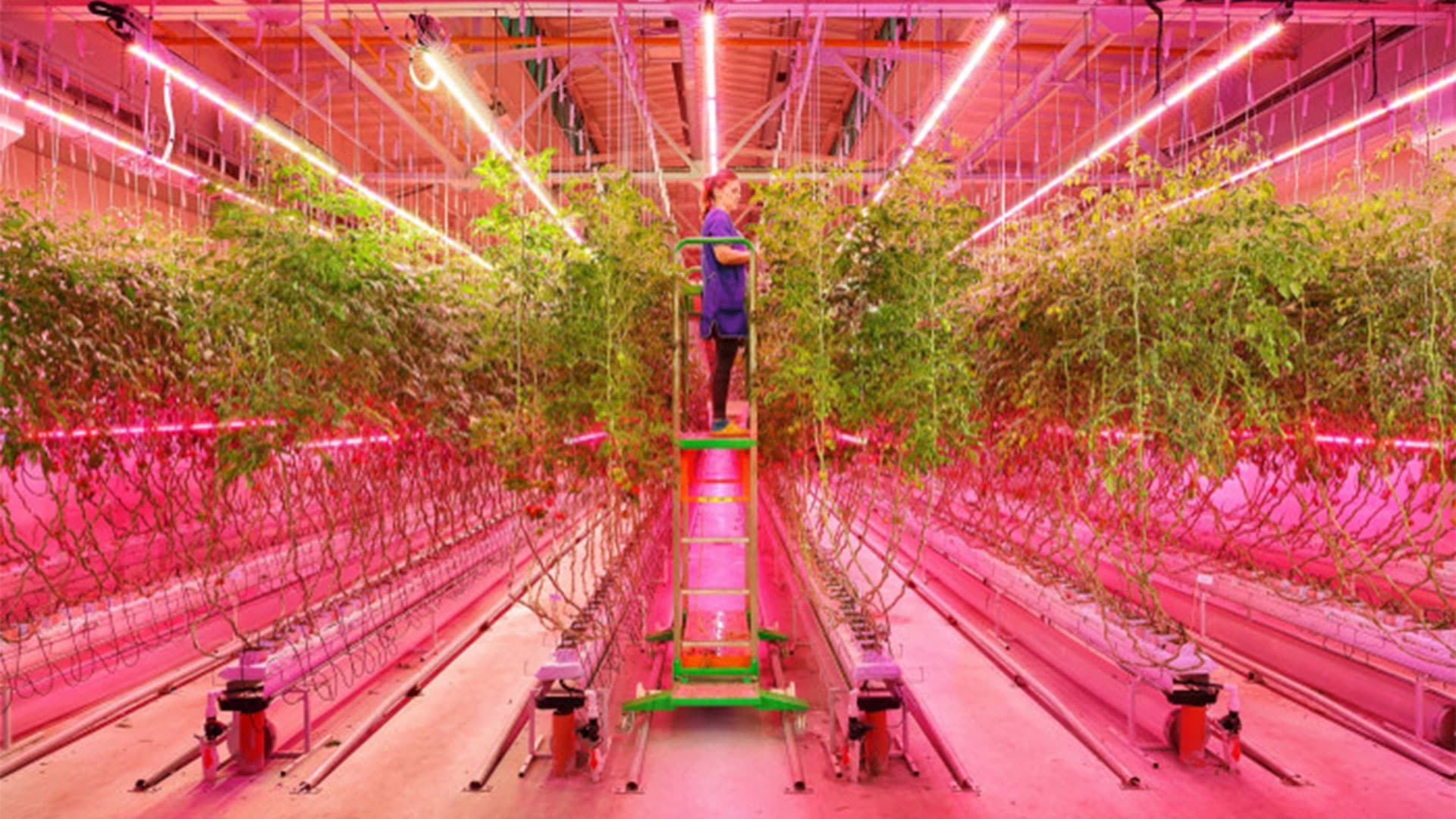 Iluminação LED para agricultura