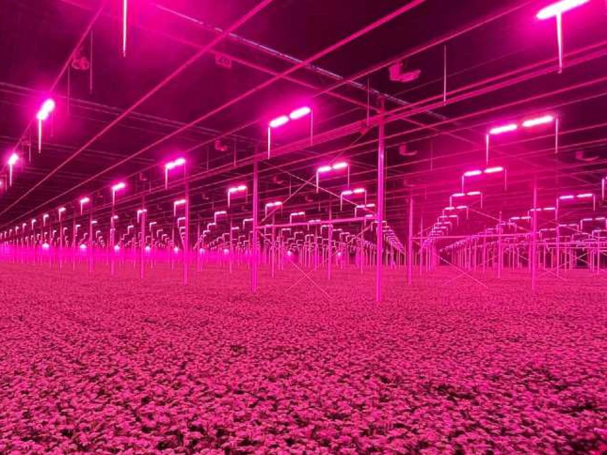 Iluminação LED para agricultura