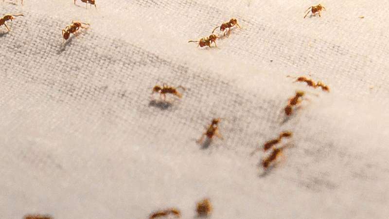 melhores dicas para manter sua casa livre de formigas