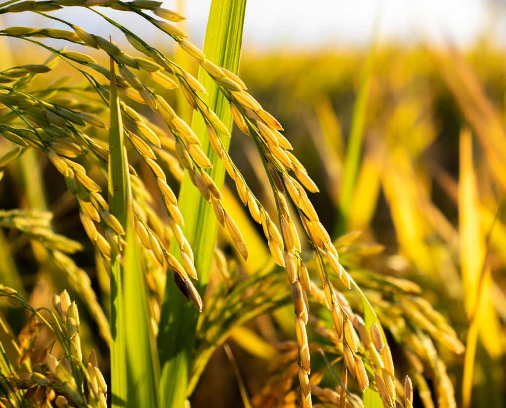 cultivo de arroz irrigado