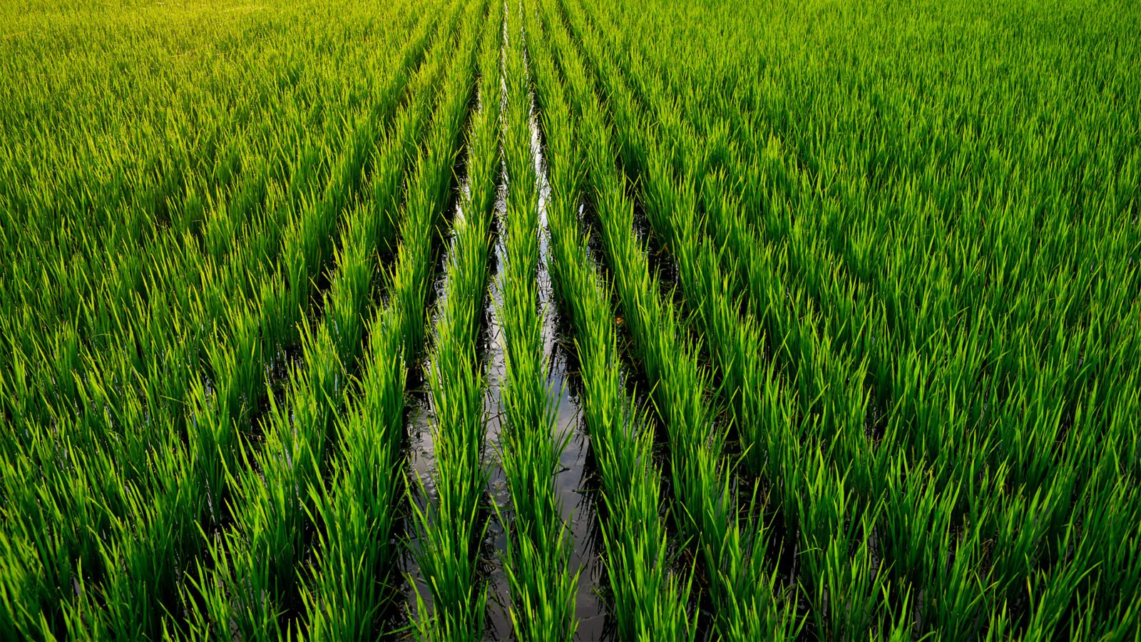 cultivo de arroz de sequeiro