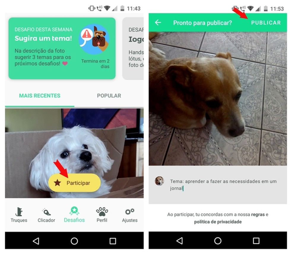 Guia completo das funcionalidades essenciais em apps de treino pet