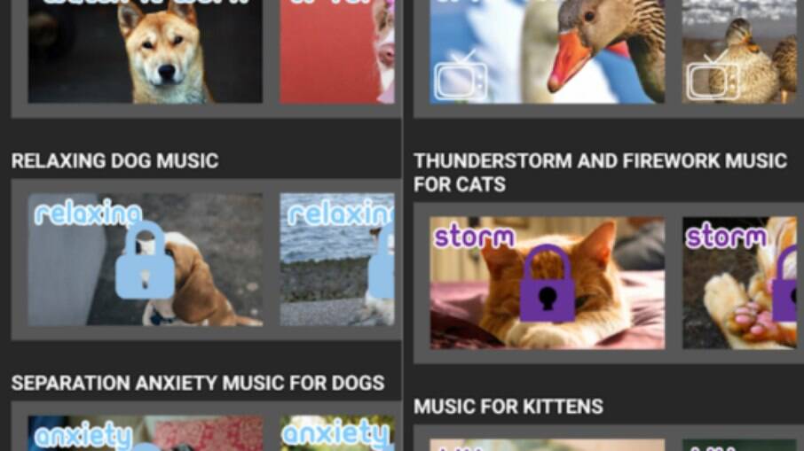 Adestramento de filhotes: os melhores apps para começar