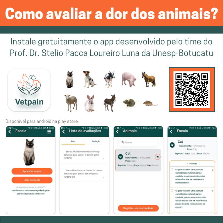 Treinamento de cães: vale a pena usar aplicativos?