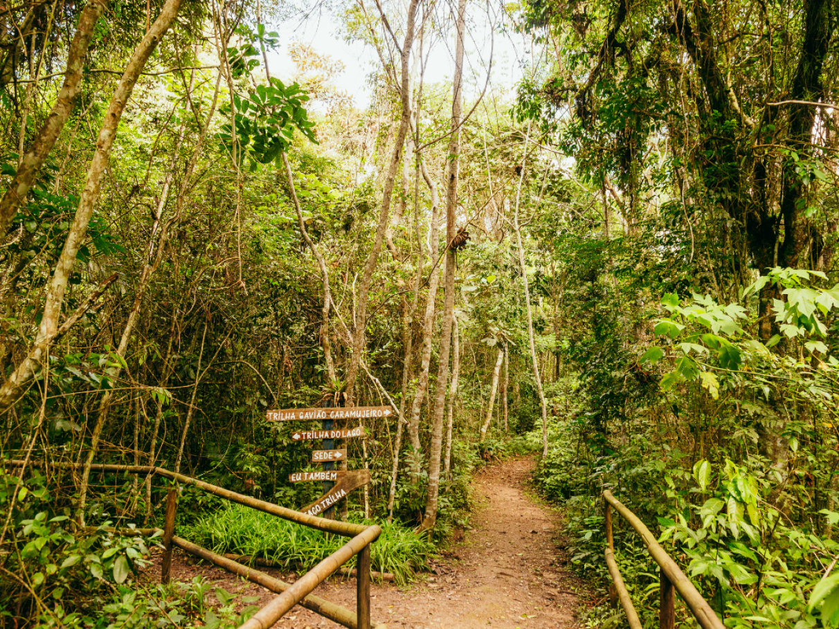 Desvendando o PETAR: Guia Completo das Cavernas de Iporanga