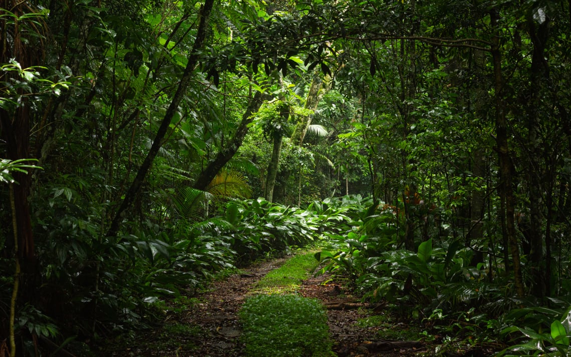Trilhas Urbanas em SP: Natureza Sem Sair da Cidade