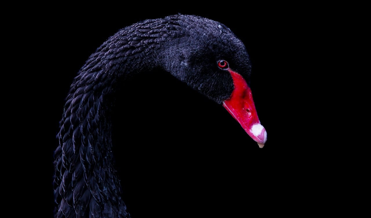 Os Maiores Cisnes Negros da História Recente e Suas Lições para Investidores