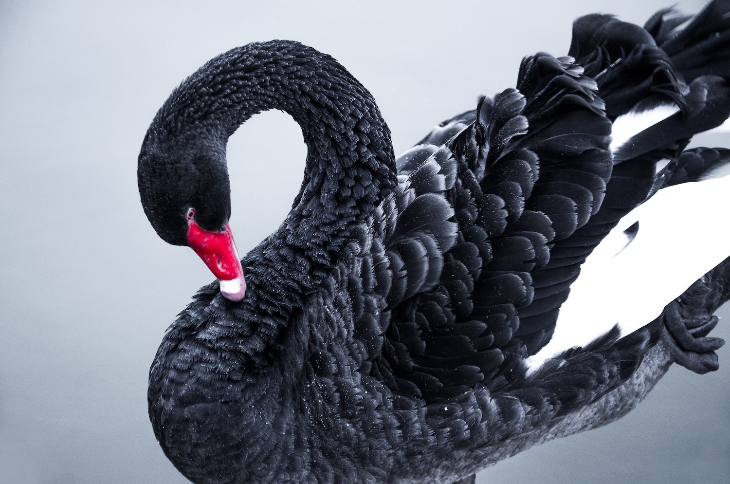 um cisne negro nos mercados