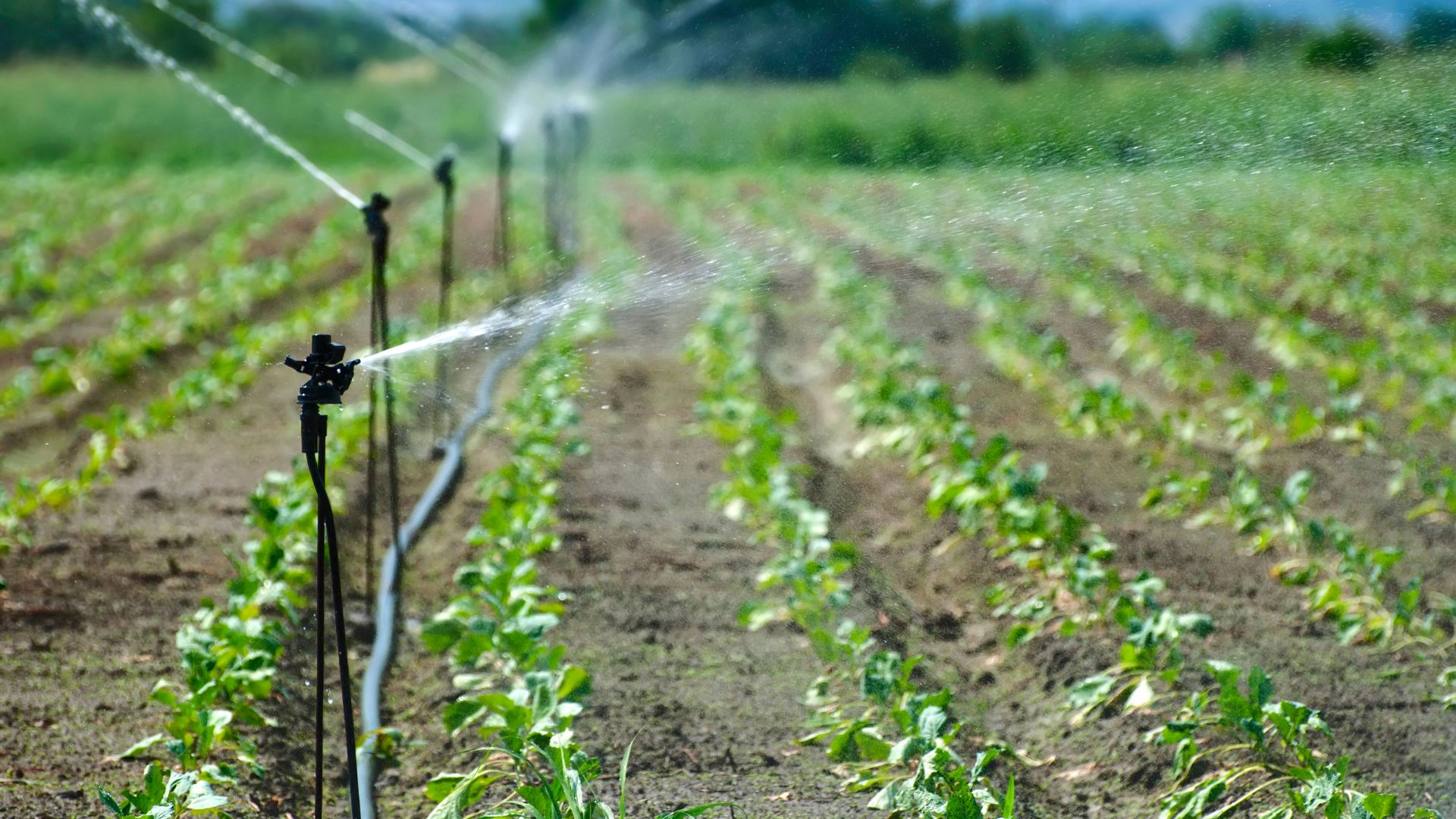 benefícios da irrigação