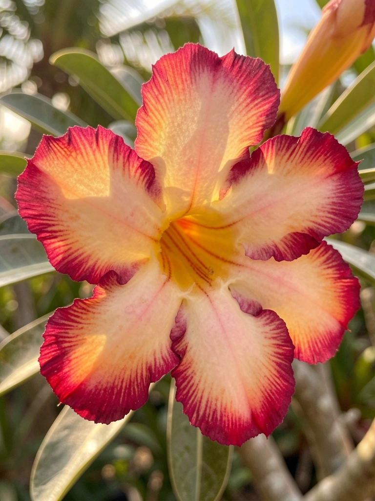 Rosa do deserto com pétalas magenta, amarelo e laranja em macro detalhe, luz natural suave ao fundo.